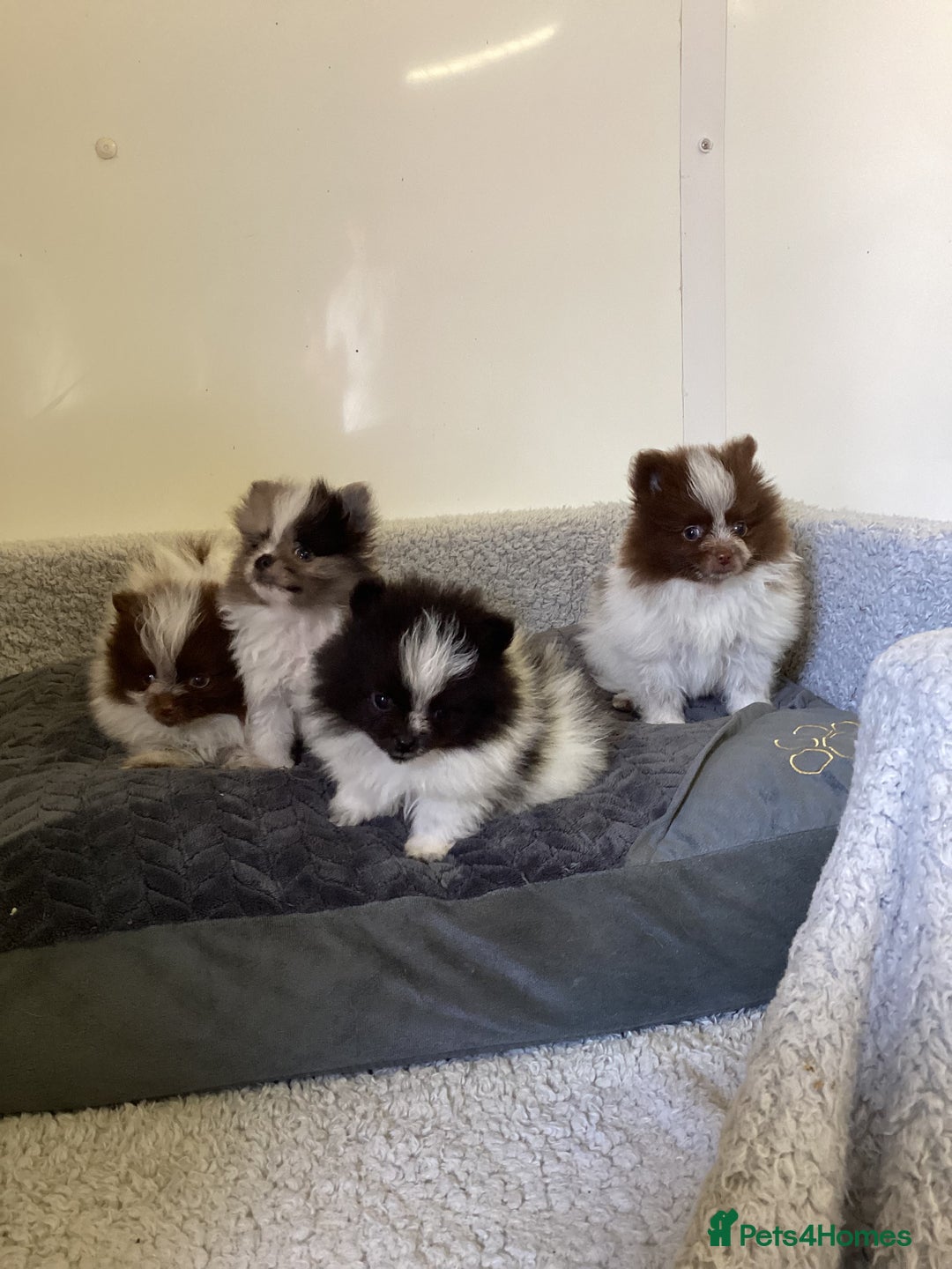 Pomeranian dogs for sale: Pomeranian  - Image 19