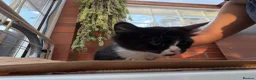 Korat cats for sale: Kittens for Sale – Price Negotiable 🐾 - Advert 7