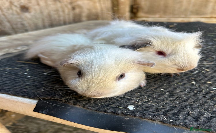 Guinea Pig rodents - Advert 3