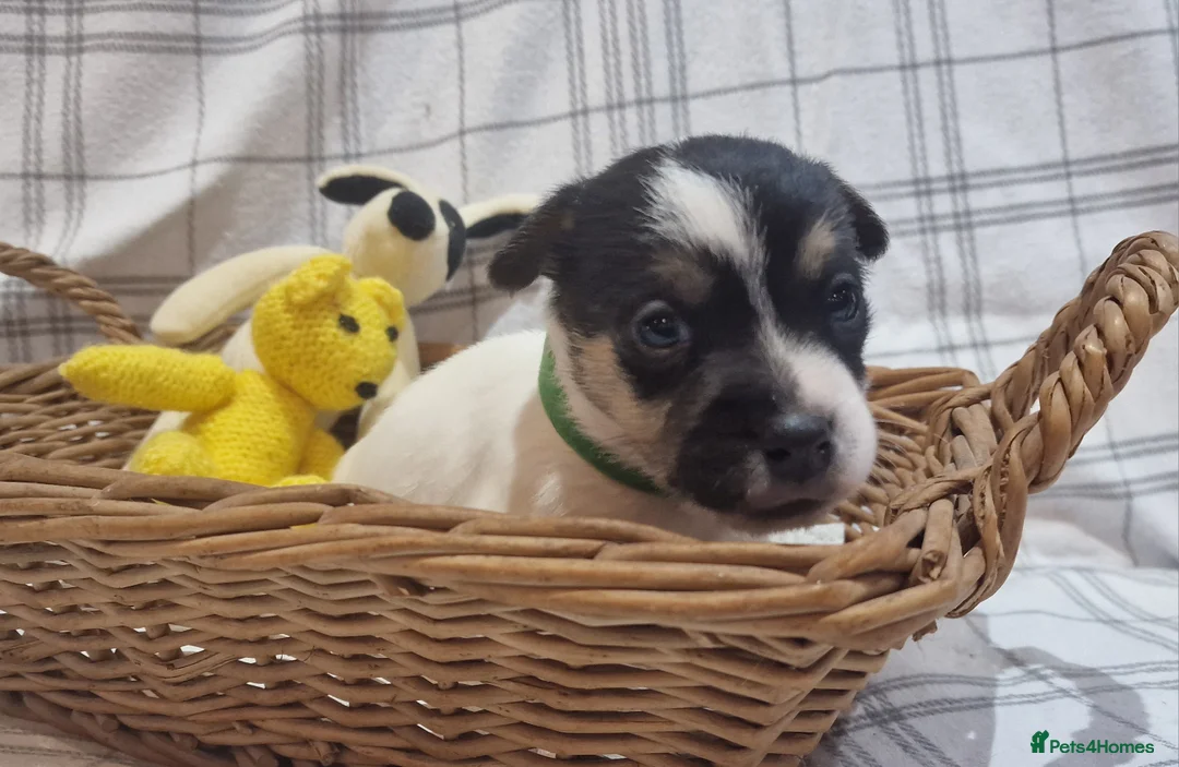 Jack Russell dogs for sale: Stunning Jack Russells, DNA health tested parents - Advert 23