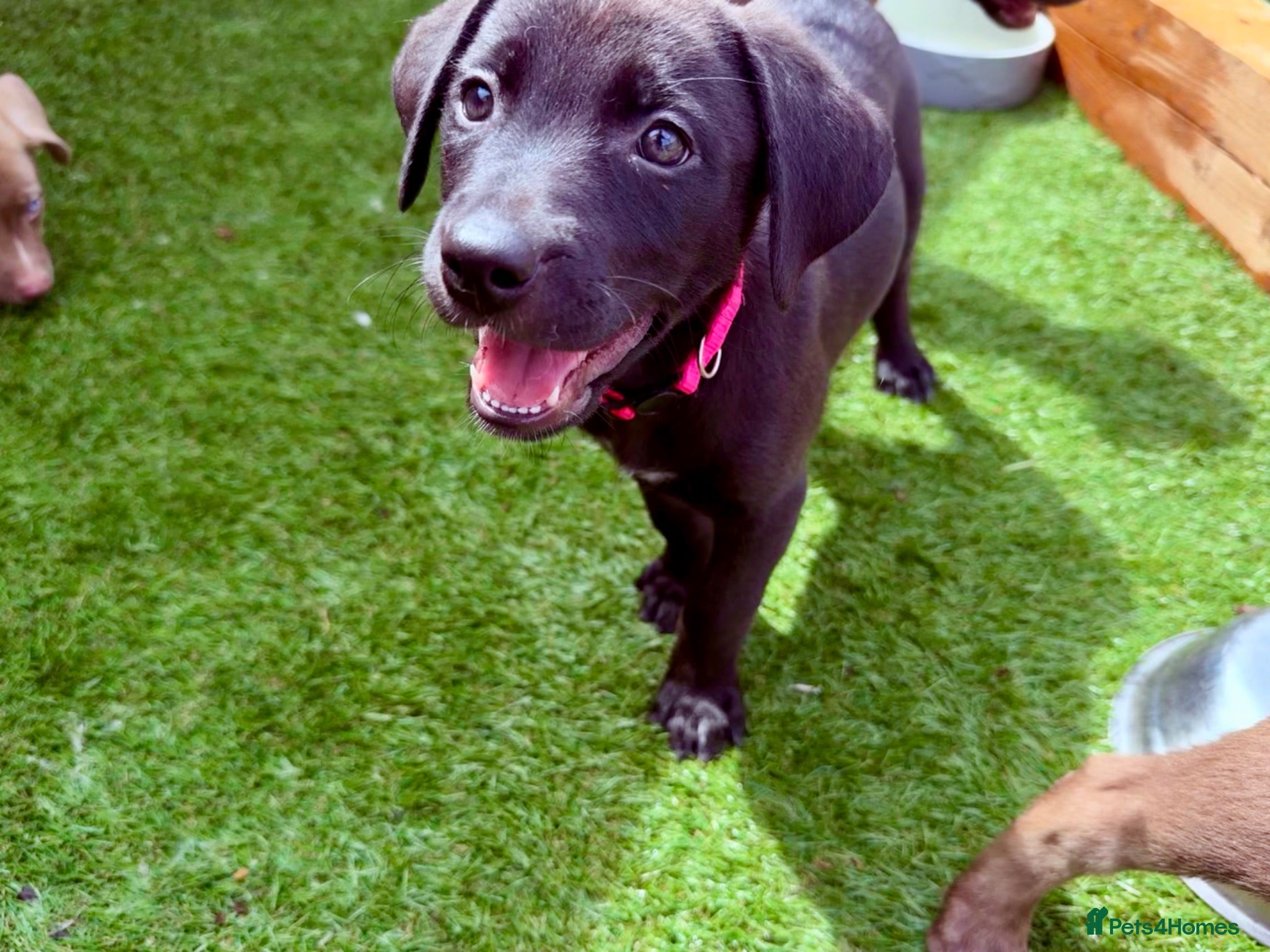 Mixed Breed dogs Gorgeous Siberian Shepsky x Weimaraner Puppies  - Advert 2