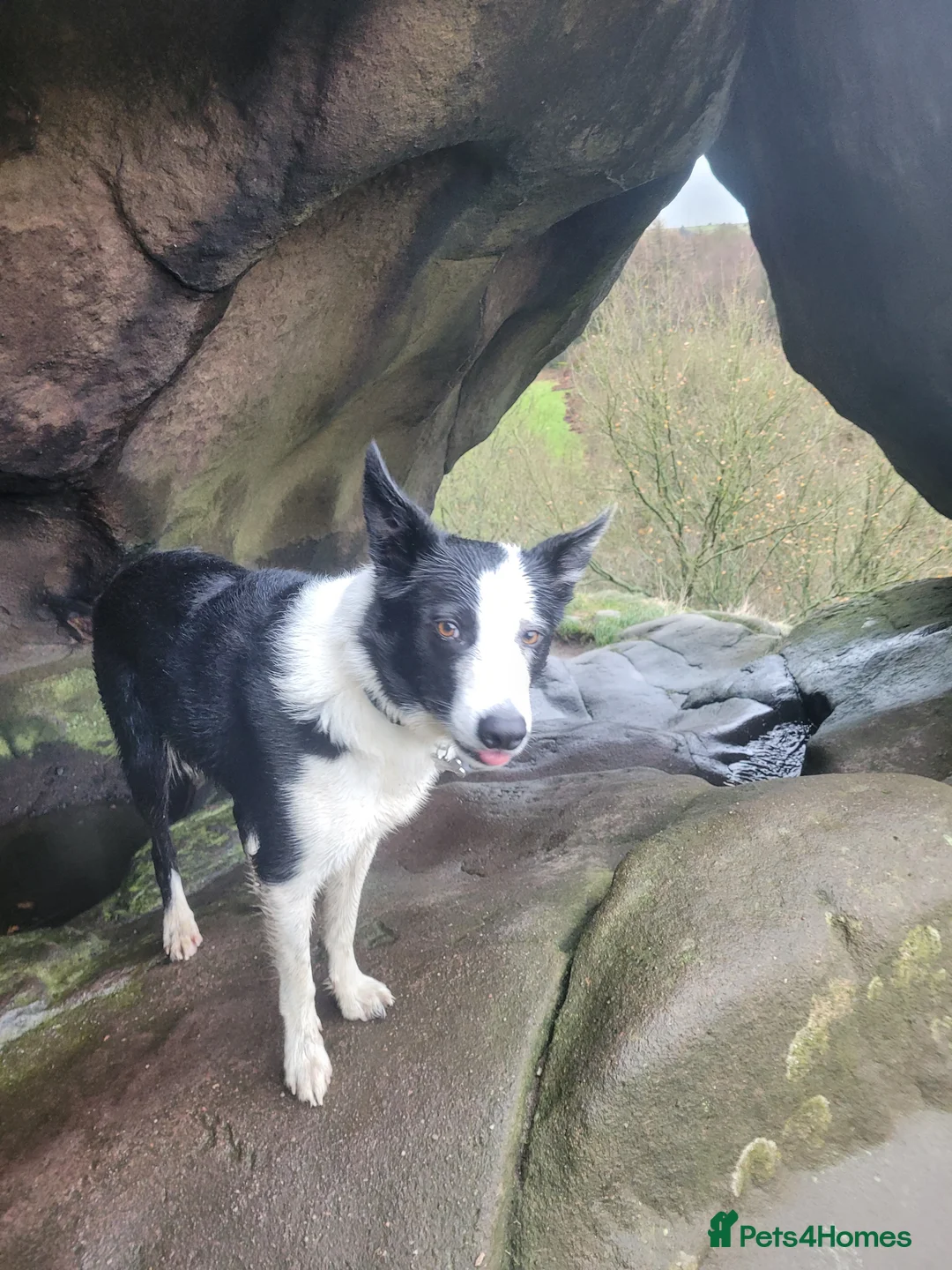 Border Collie dogs for stud: Milo for stud (PROVEN) in Chesterfield - Advert 31
