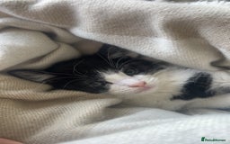 Ragdoll cats for sale: Two sisters 10 weeks old - Image 2