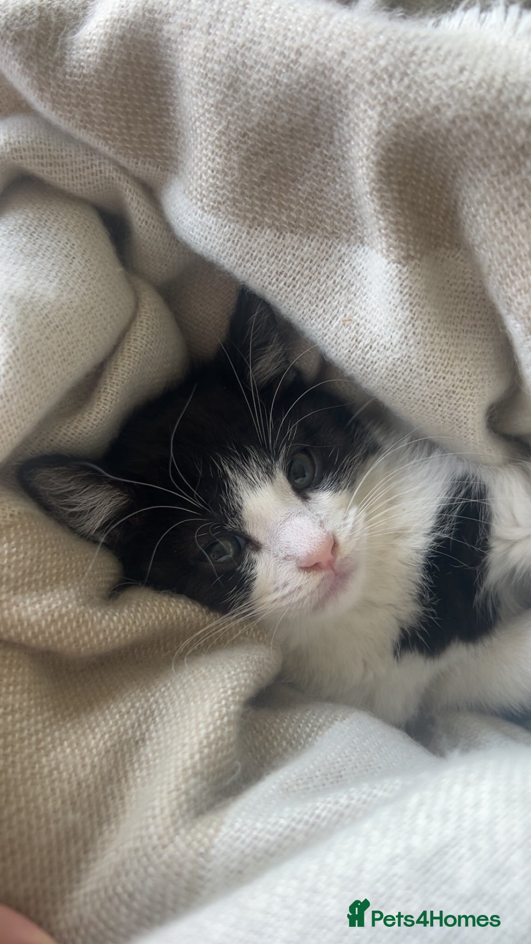 Ragdoll cats for sale: Two sisters 10 weeks old - Image 2