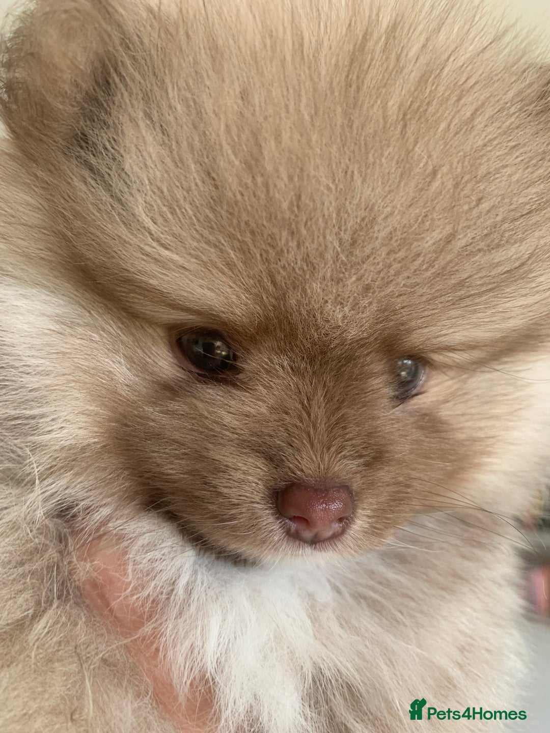 Pomeranian dogs for sale: Baby girl - Image 2