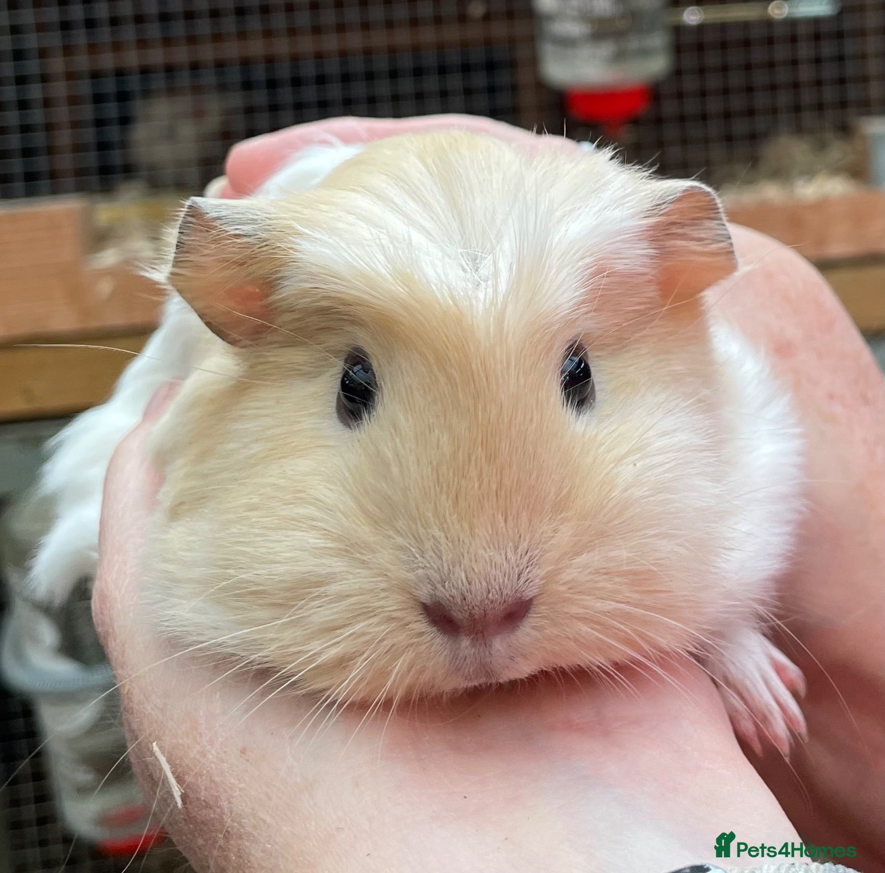 Guinea Pig rodents Baby Girl/Sows Guinea Pigs - Advert 3