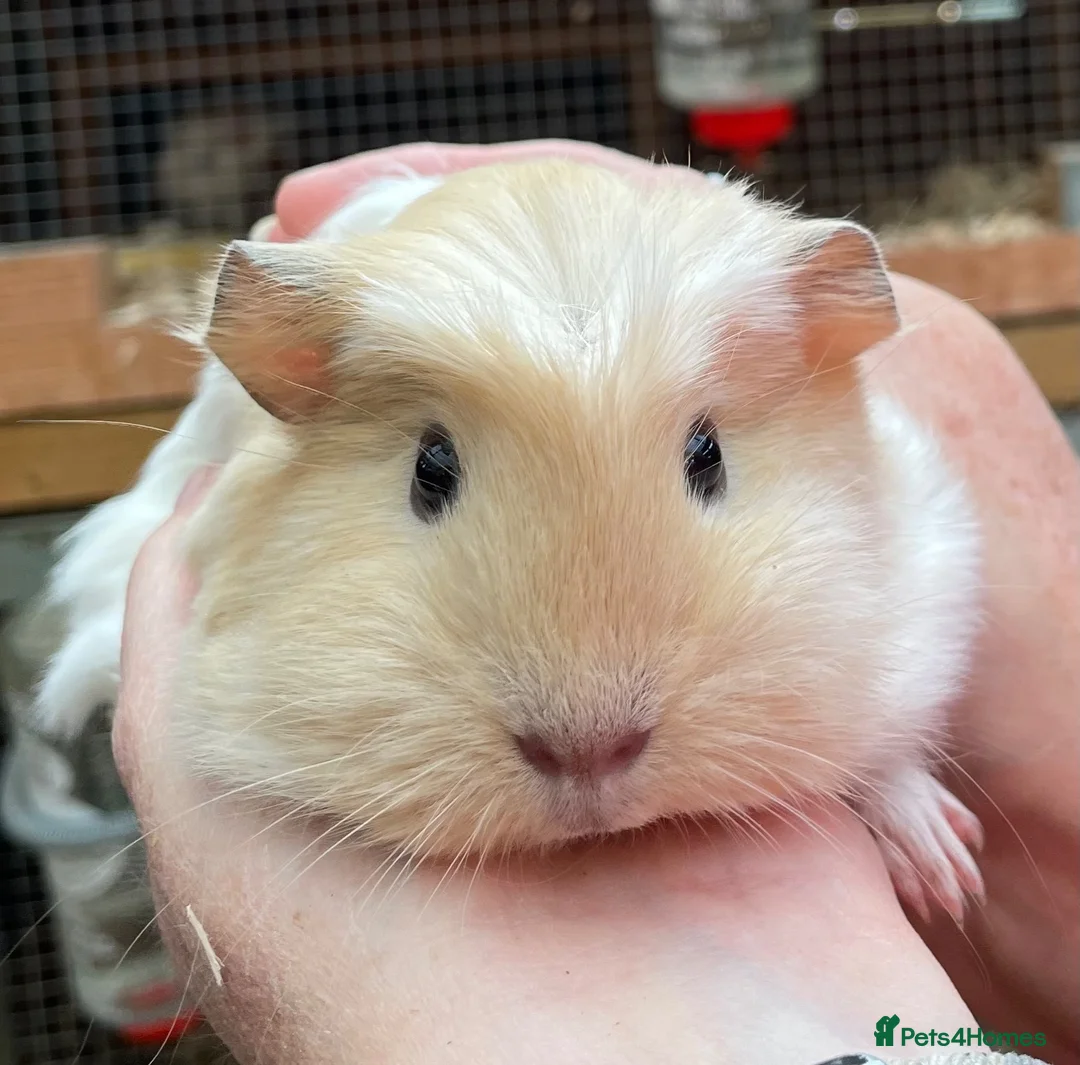 Guinea Pig rodents for sale: Baby Girl/Sows Guinea Pigs - Advert 1
