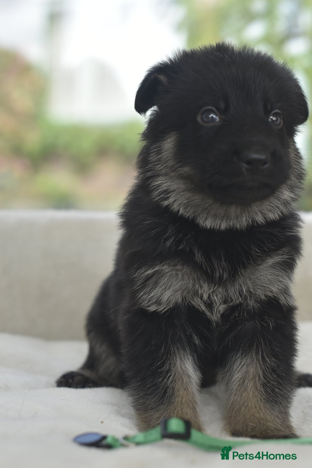 German Shepherd dogs for sale: 5 Generation KC - straight backed GSD puppies  - Image 14