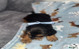 Cocker Spaniel dogs for sale: Beautiful show type cocker spaniel puppies  - Image 15
