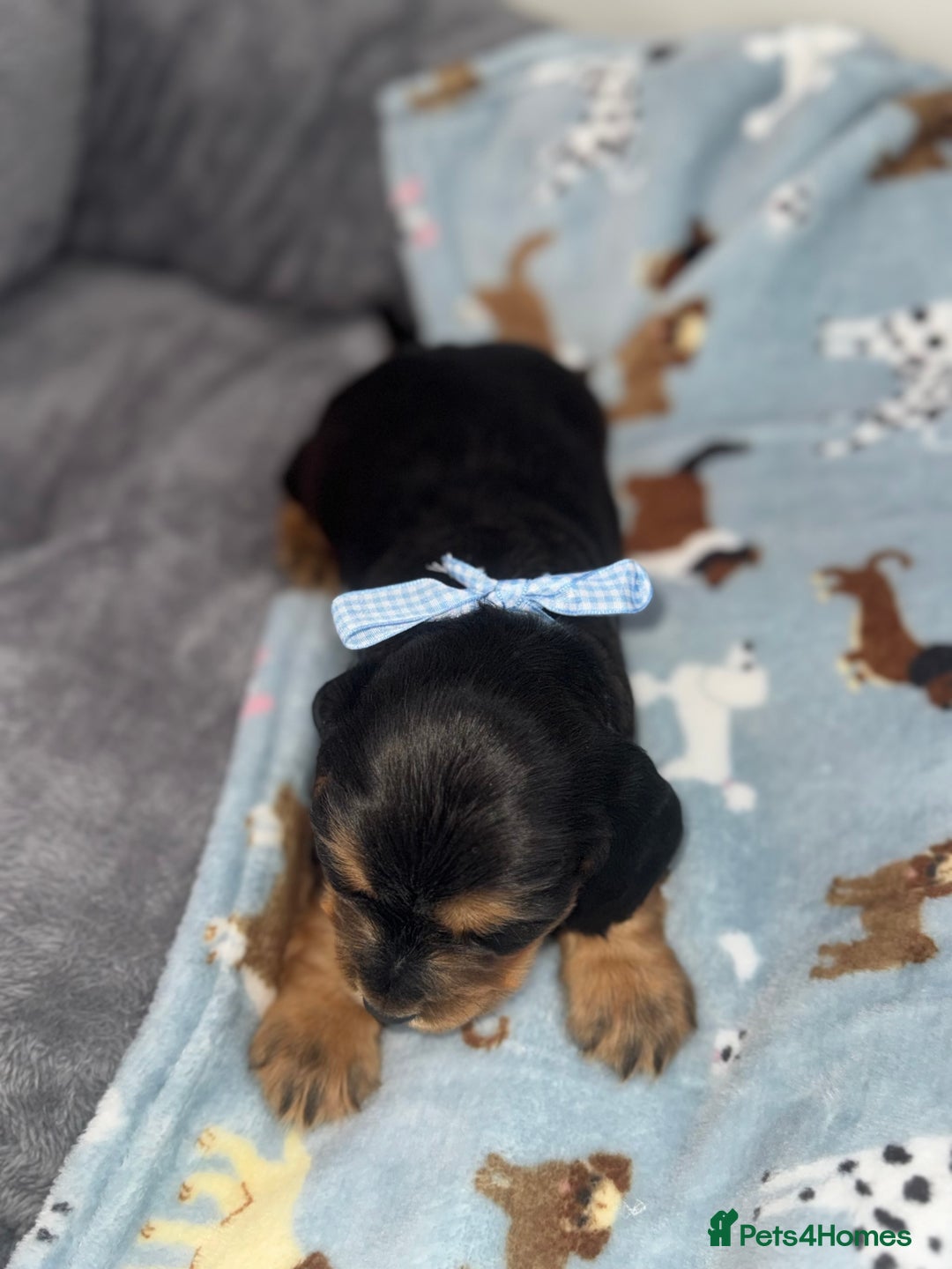 Cocker Spaniel dogs for sale: Beautiful show type cocker spaniel puppies  - Image 15