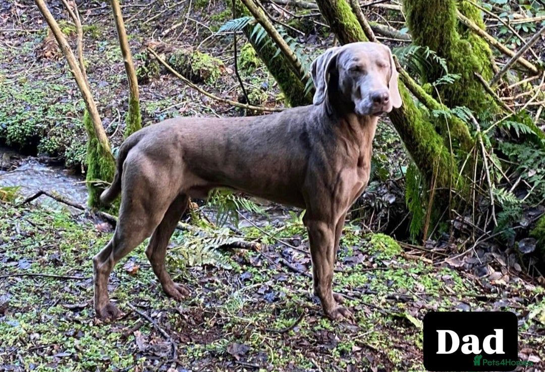 Weimaraner dogs for sale: Stunning Weimaraner pups (KC Registered pedigree)  - Image 16