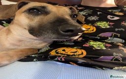 Mixed Breed dogs for sale: Owner passed away  - Image 3