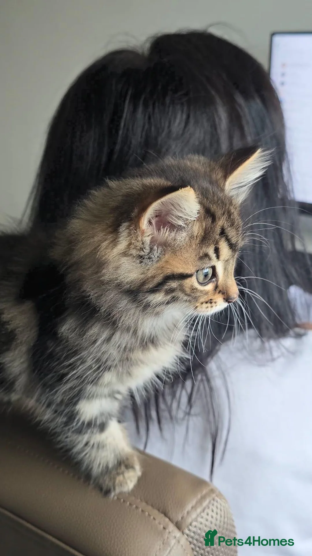 Mixed Breed cats for sale: Perfect Kitten - Norwegian Forest & Tabby Cross  in Walton-on-Thames - Advert 2