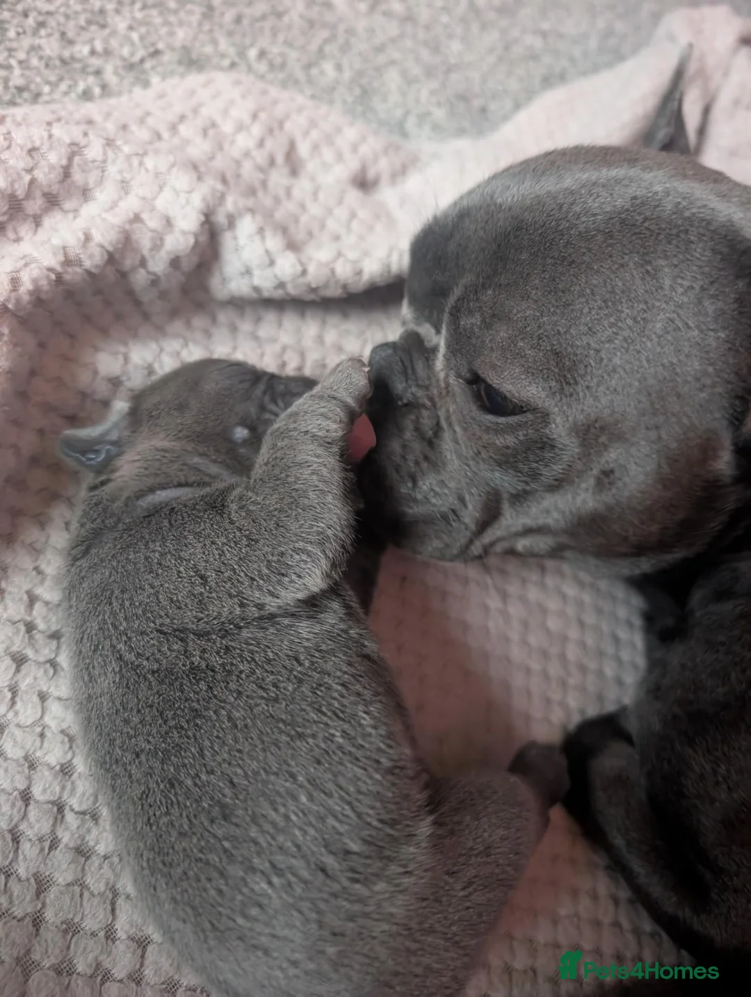 French Bulldog dogs for sale: Stunning litter of dwkc registered frenchies  - Advert 1