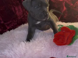 Cane Corso dogs ICF/ICCF Champion 6th GENERATION Cane Corso pups - Advert 5