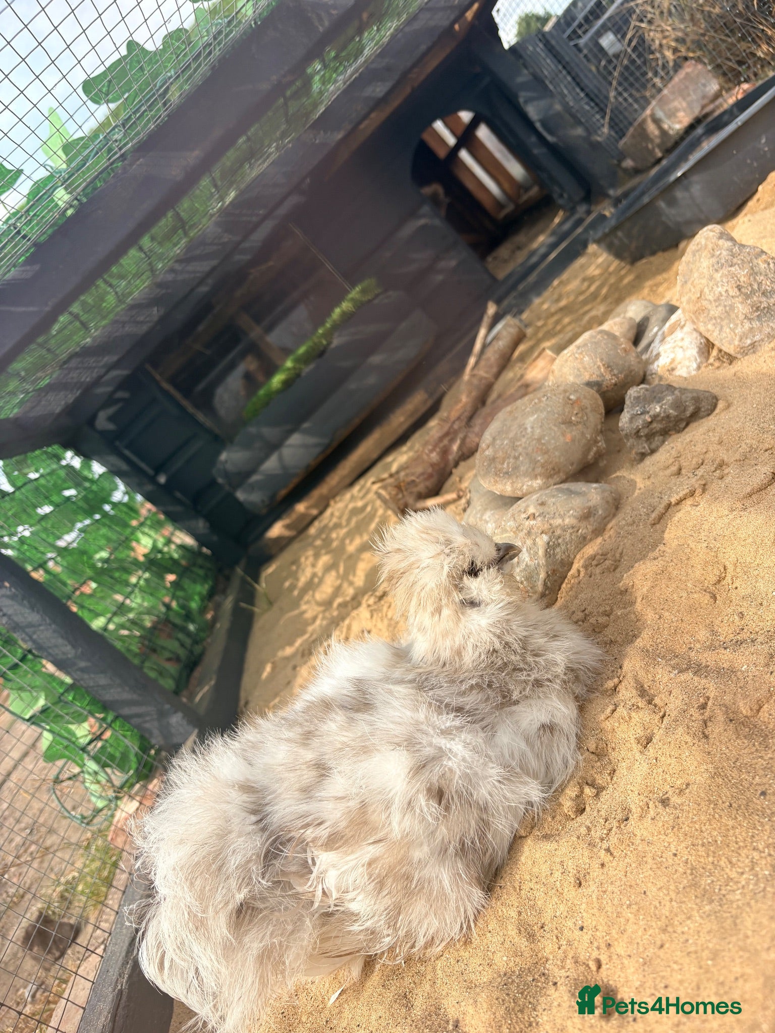 Chickens poultry Silkie Cockerel - Advert 19