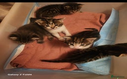 Mixed Breed cats for sale: 4 gorgeous kittens - Image 10