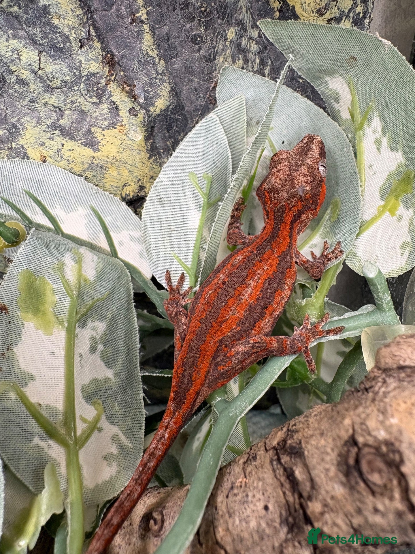 Gecko reptiles Male and unsexed red gargoyle geckos.  - Advert 21