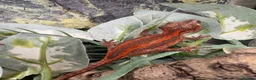 Gecko reptiles for sale: Male and unsexed red gargoyle geckos.  - Advert 1