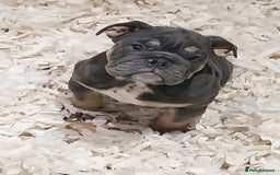English Bulldog dogs for sale: KC REGISTERED ENGLISH BULLDOGS  - Image 1