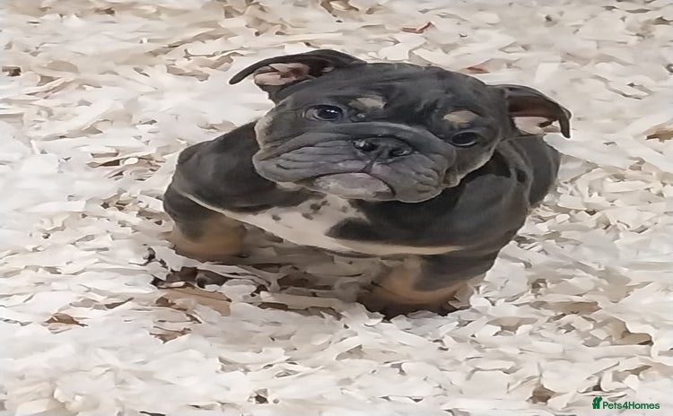 English Bulldog dogs - Advert 7