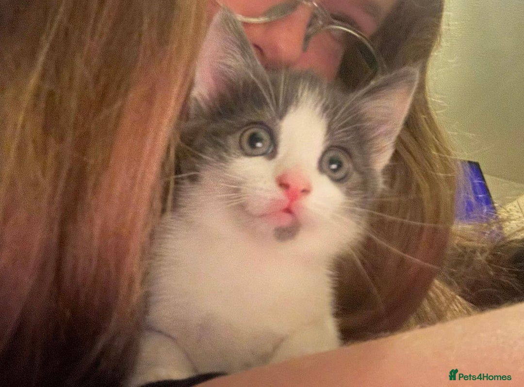 Mixed Breed cats for sale: 4 female kittens  - Image 12