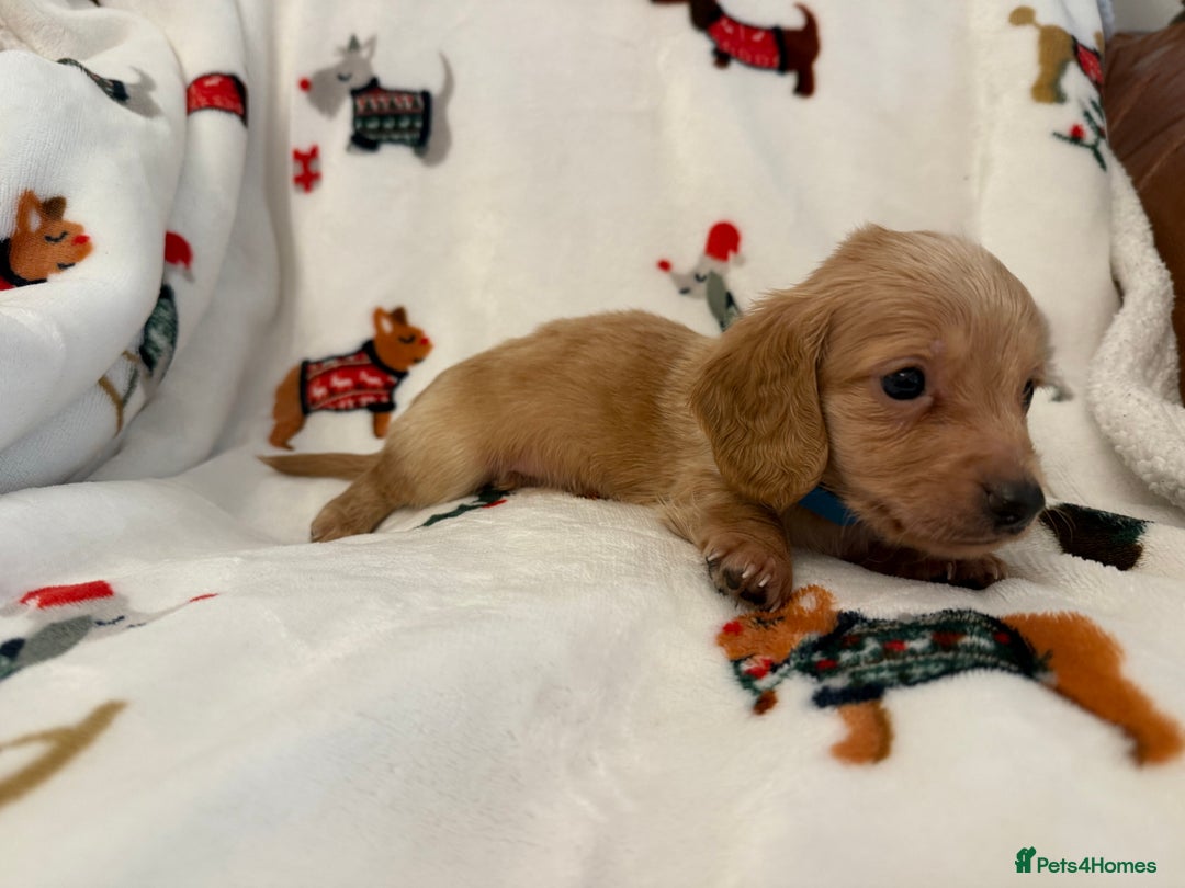 Miniature Dachshund dogs for sale: Beautiful Cream Longcoats Miniature Dachshund  - Advert 11