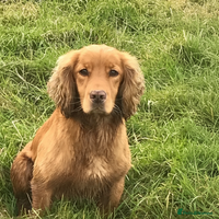Cocker Spaniel dogs - Advert 5