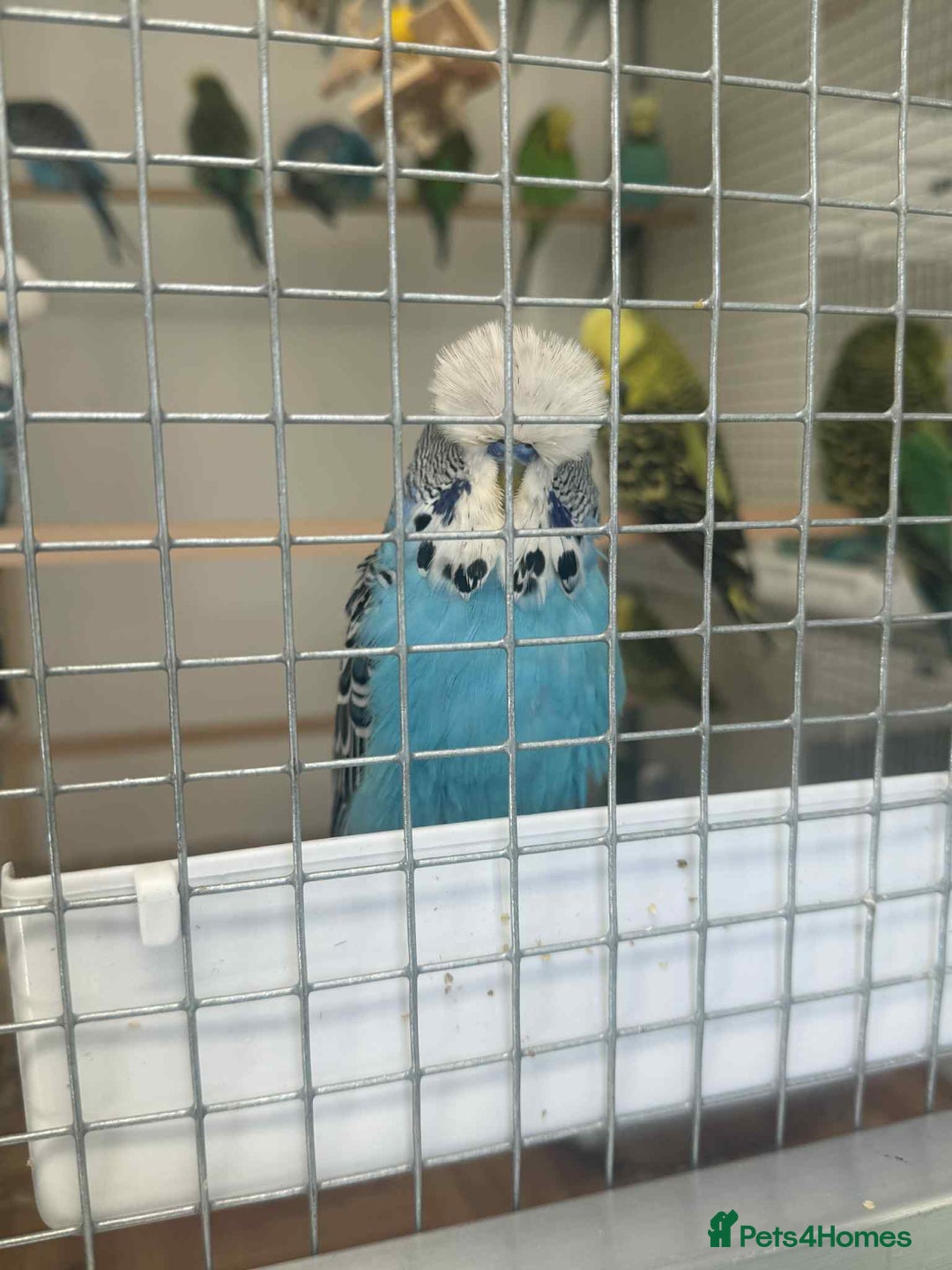 Budgerigars birds for sale: Selection of budgies available  - Advert 5