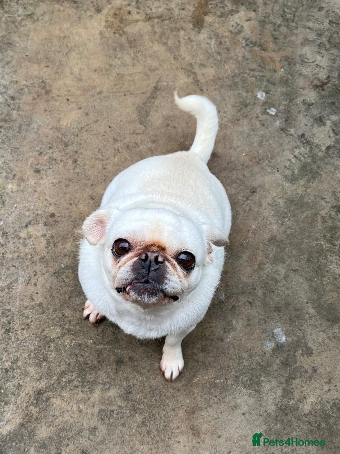 Pug dogs LouLou - Advert 1