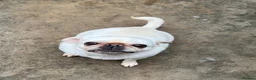 Pug dogs for sale: LouLou - Advert 1