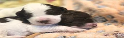Sproodle dogs for sale: 💫💗Last Gorgeous Sproodle Girl🐾 Available🐶🩷🐾 - Advert 33