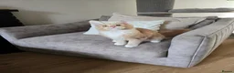 Maine Coon cats for sale: Large Pedigree TICA Maine Coon kittens- Last 2  - Advert 6