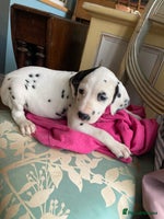 Dalmatian dogs Dalmation puppies - Advert 3