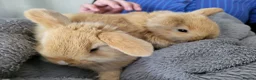 Mini Lop rabbits for sale: Mini Lop Bunnies ready for reserve - Advert 15