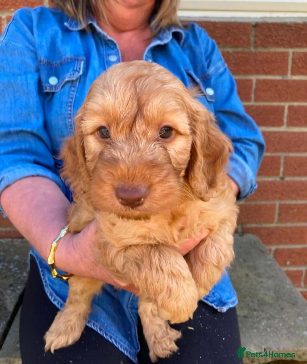 Cockapoo dogs for sale: Cockapoo puppies - Advert 8