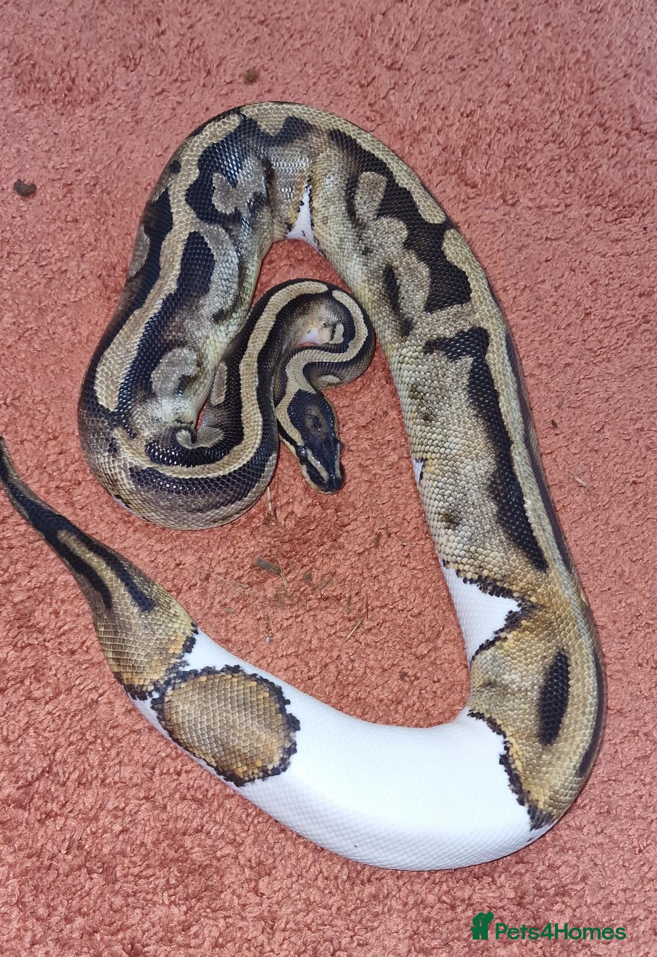 Python Snake reptiles 5yo Pied Royal Python - Advert 1