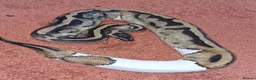 Python Snake reptiles for sale: 5yo Pied Royal Python - Advert 1