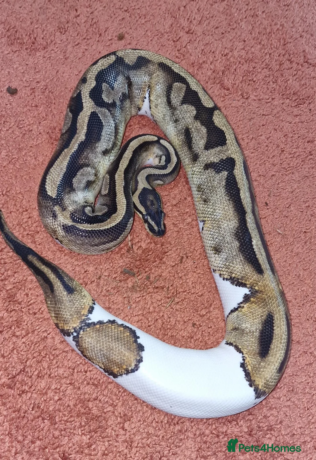 Python Snake reptiles for sale: 5yo Pied Royal Python - Advert 1