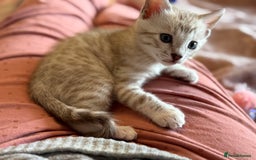 Bengal cats for sale: 💙Stunning Silver Mink Bengal TICA registered  - Image 10
