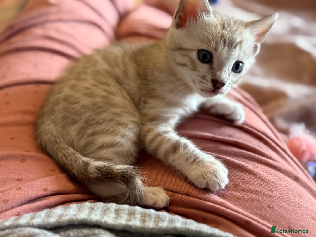 Bengal cats for sale: 💙Stunning Silver Mink Bengal TICA registered  - Image 10