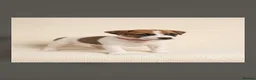 Jack Russell dogs for sale: Jack Russel puppies  - Advert 15
