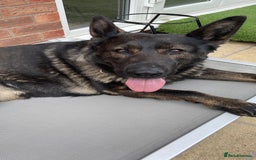 German Shepherd dogs for sale: *German Shepherd – 1 Year 6 Months Old* - Advert 3