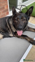 German Shepherd dogs *German Shepherd – 1 Year 6 Months Old* - Advert 8