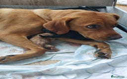 Labrador Retriever dogs for sale: Two Adorable Golden Labrador Girls - Image 5