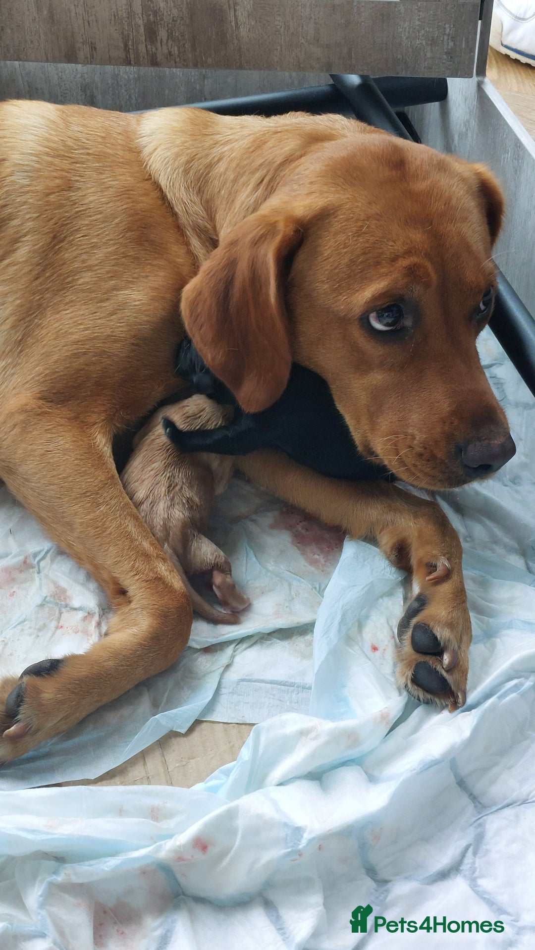 Labrador Retriever dogs for sale: Two Adorable Golden Labrador Girls - Image 5