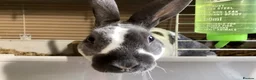 Rex rabbits for sale: Mini re **  in Liverpool - Advert 6