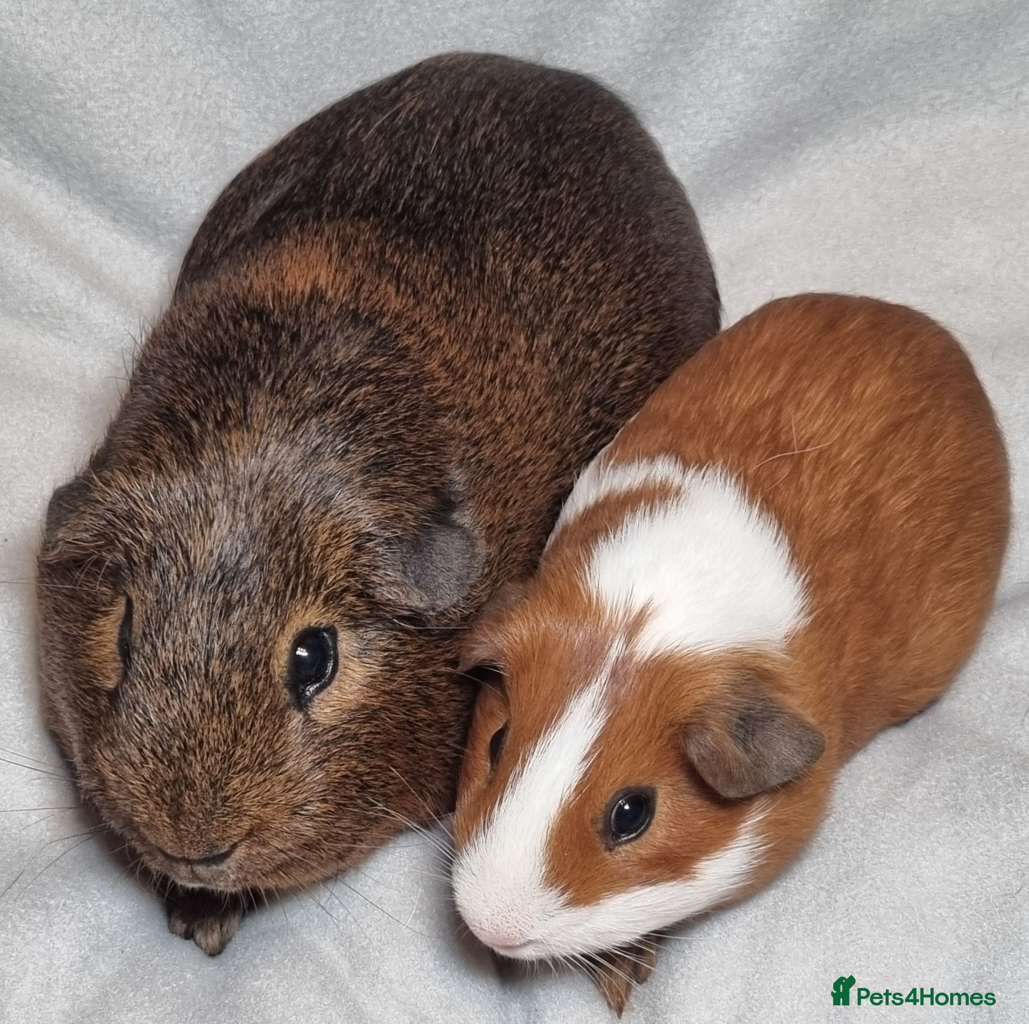 Guinea Pig rodents Adoption - Bonded Pair Boar(Boy) Guinea Pigs - Advert 2