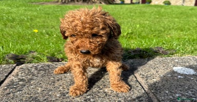 Miniature Poodle dogs - Advert 9