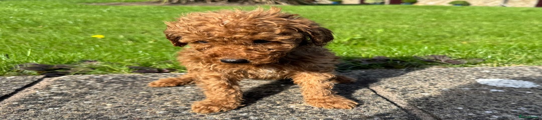 Miniature Poodle Puppy 1